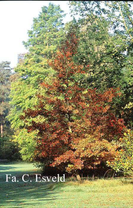 Liquidambar styraciflua 'Worplesdon'