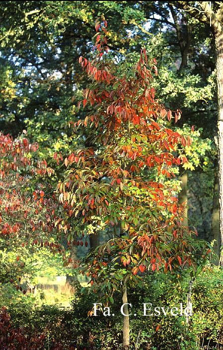 Nyssa sinensis