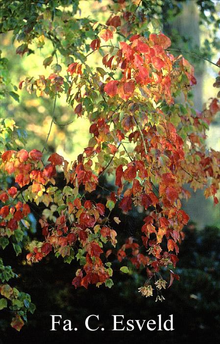 Acer buergerianum