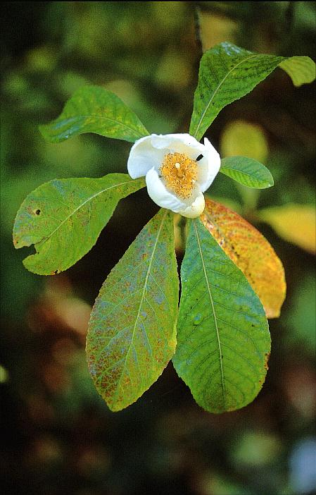 Franklinia alatamaha