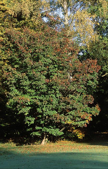 Acer capillipes