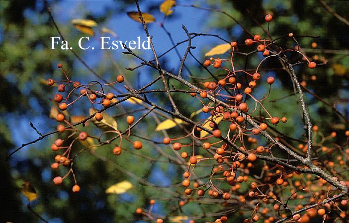 Sorbus alnifolia