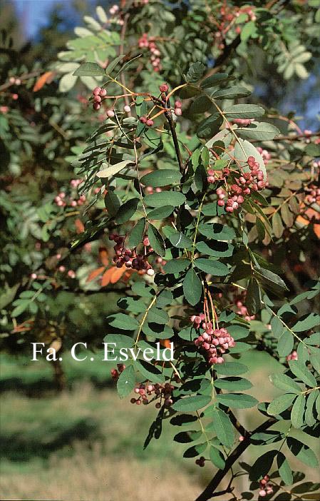 Sorbus hupehensis