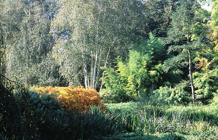 Fothergilla major