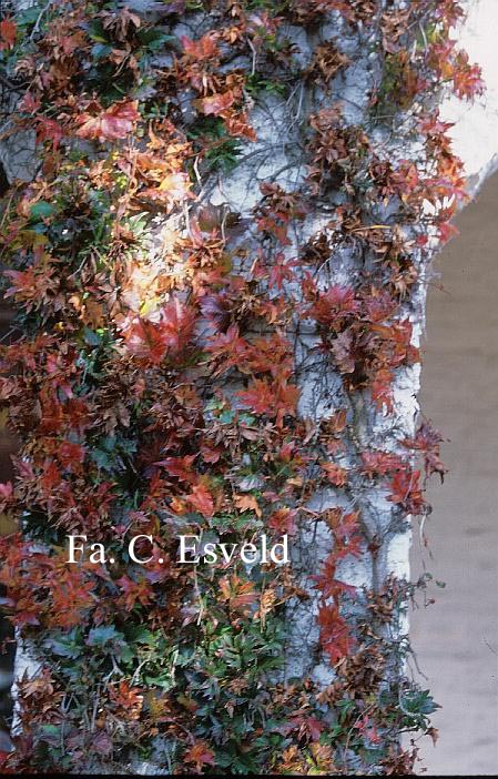 Parthenocissus tricuspidata 'Lowii'