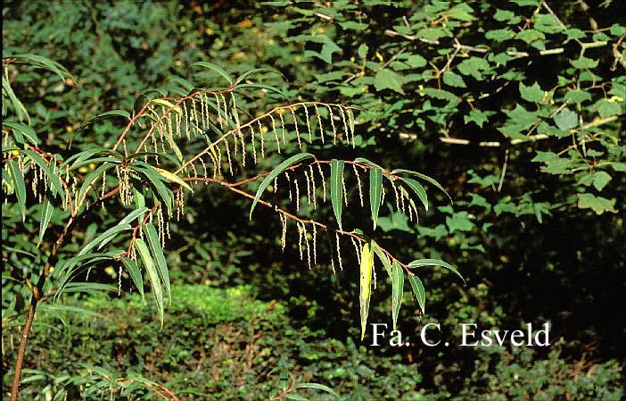 Stachyurus salicifolius