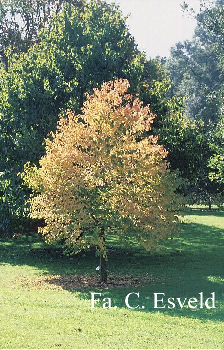 Cercidiphyllum japonicum 'Heronswood Globe'