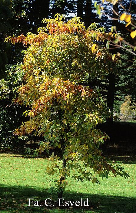 Sassafras albidum