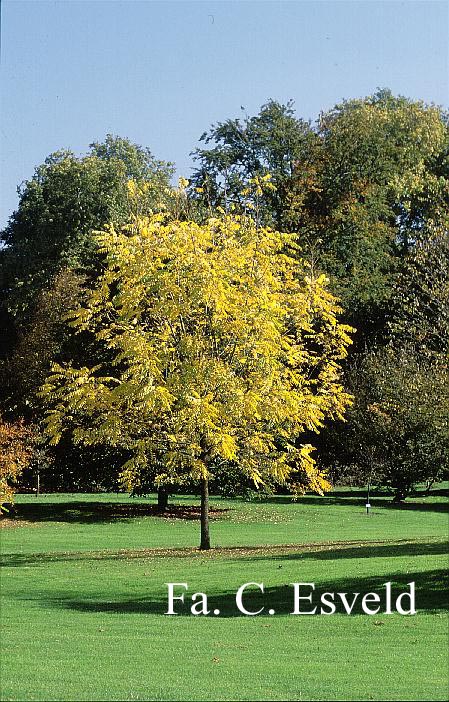 Juglans microcarpa