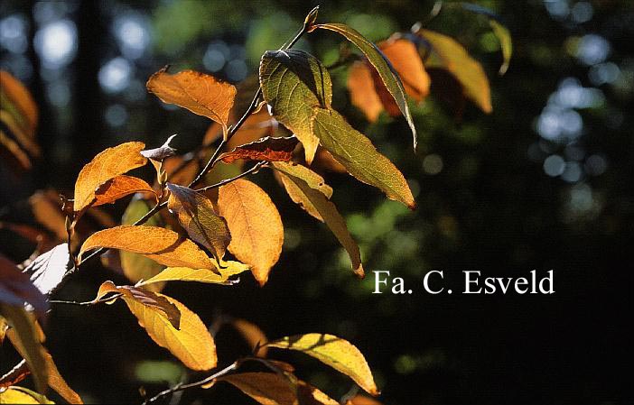 Stewartia rostrata