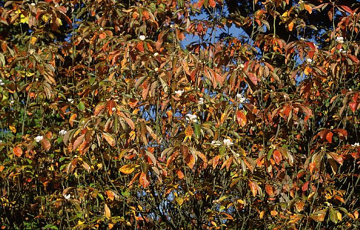 Franklinia alatamaha
