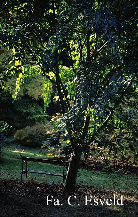 Acer davidii 'Ernest Wilson'