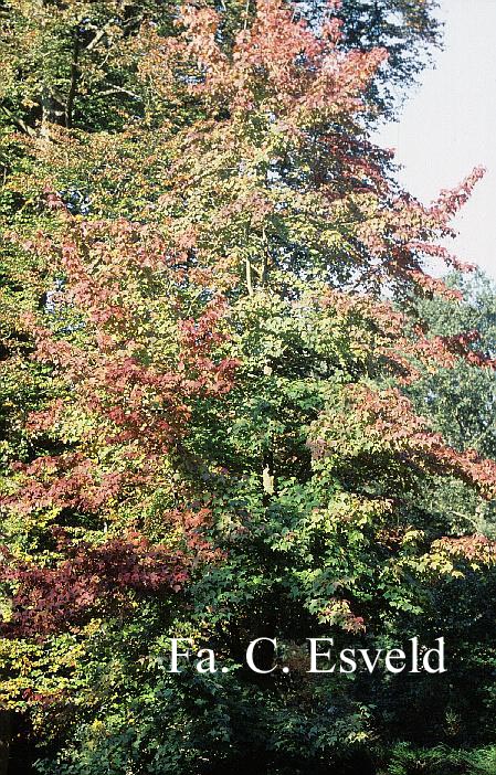 Liquidambar formosana monticola