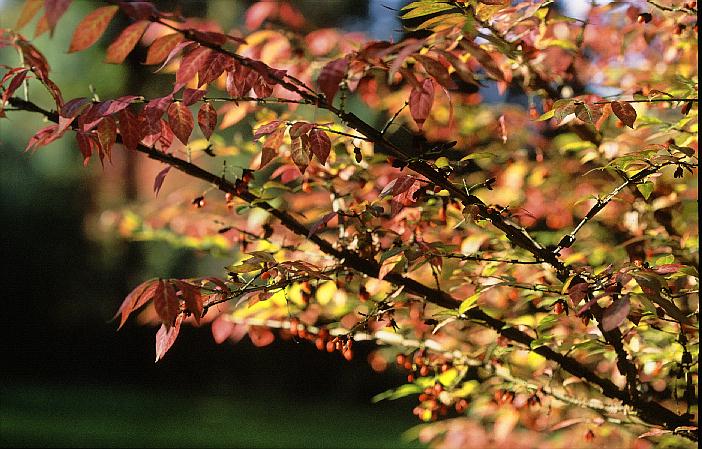 Euonymus alatus