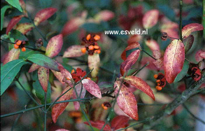 Euonymus americanus