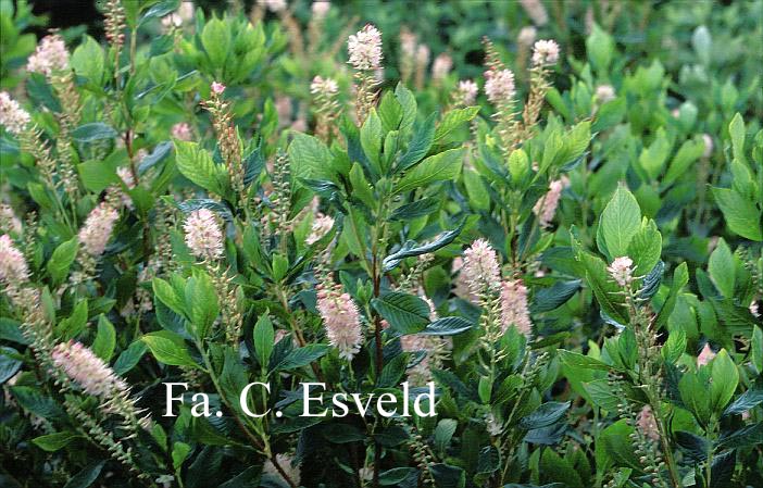 Clethra 'Hokie Pink'