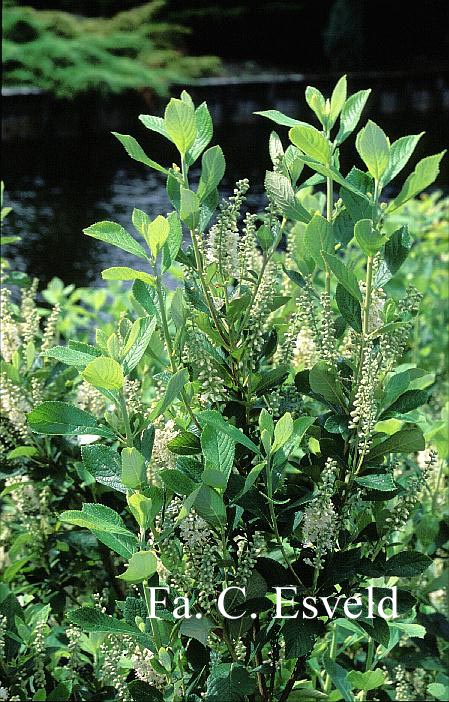 Clethra tomentosa