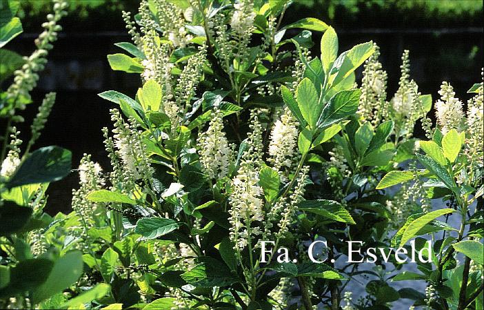 Clethra tomentosa