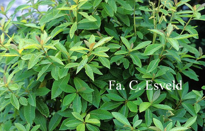 Clethra pringlei