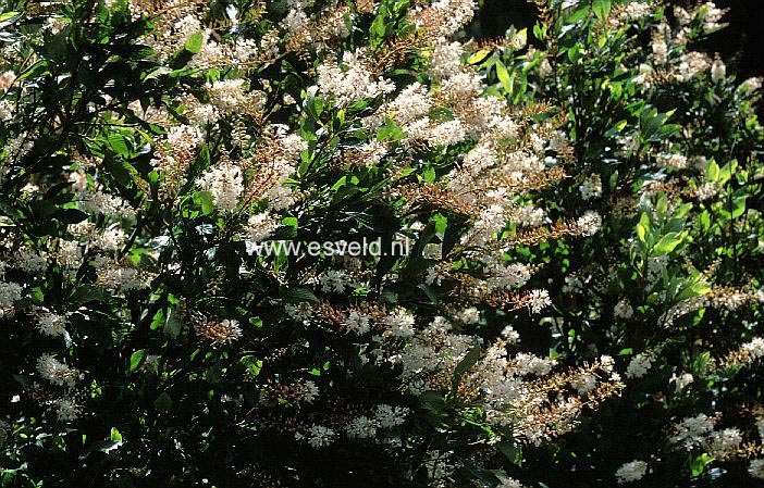 Clethra alnifolia 'Paniculata'