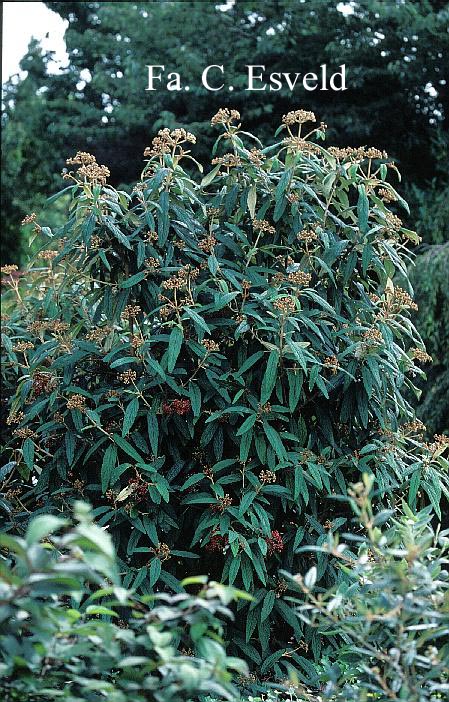 Viburnum rhytidophyllum 'Green Trump'