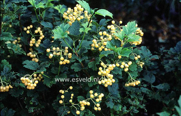 Viburnum opulus 'Apricot'