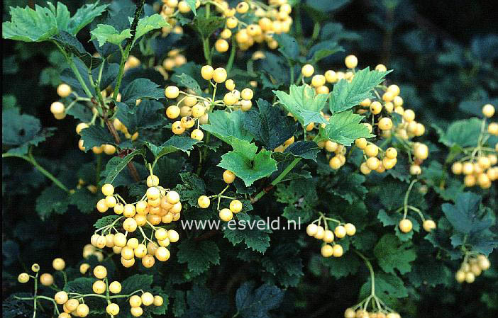 Viburnum opulus 'Apricot'