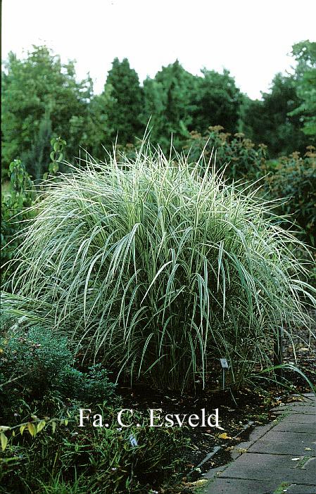 Miscanthus sinensis 'Variegatus'