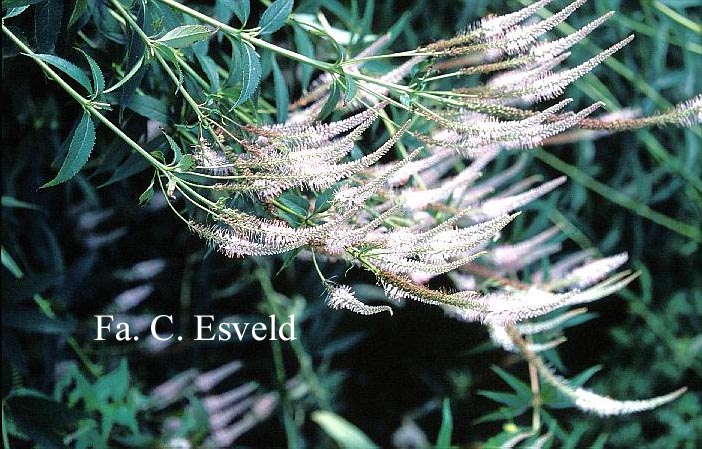 Veronicastrum virginicum 'Roseum'