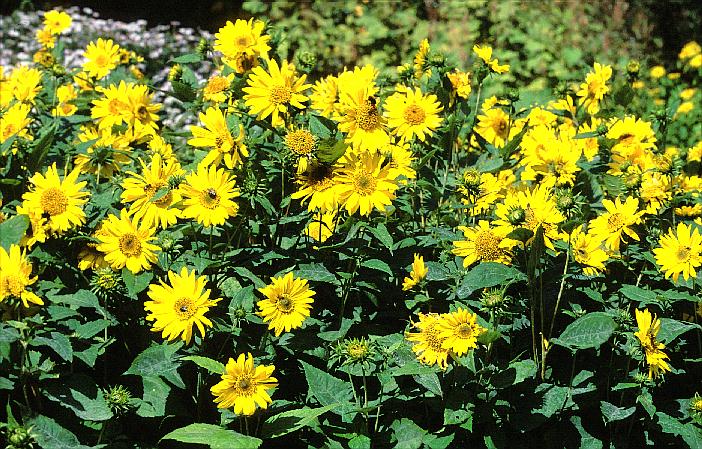 Helianthus decapetalus 'Capenoch Star'