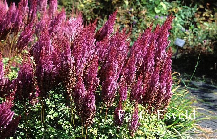 Astilbe chinensis 'Purpurkerze'