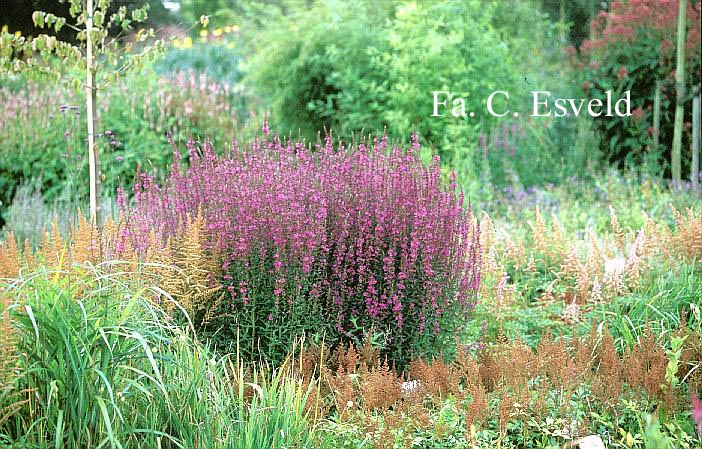 Lythrum salicaria 'Zigeunerblut'