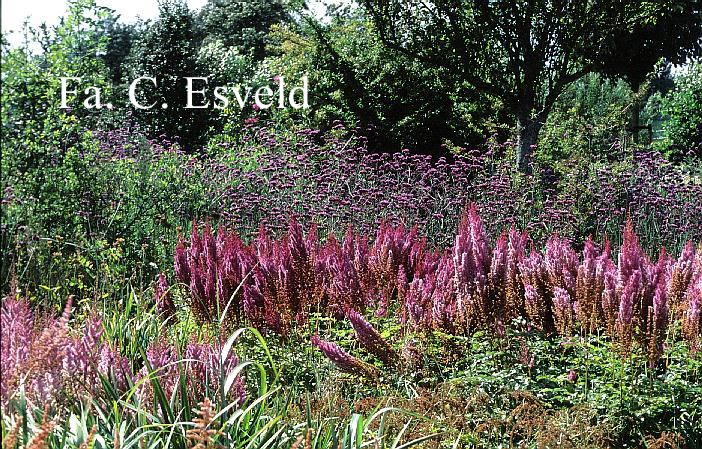 Astilbe chinensis 'Purpurkerze'