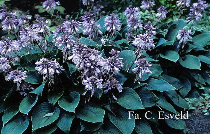 Hosta 'Halcyon'