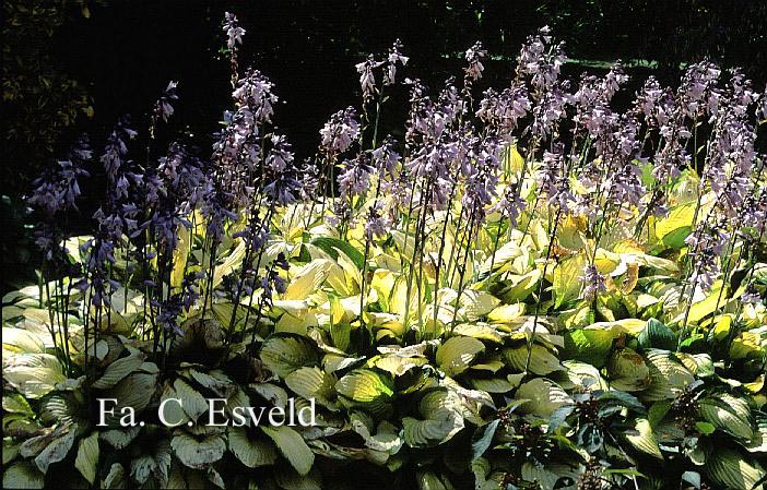 Hosta 'August Moon'