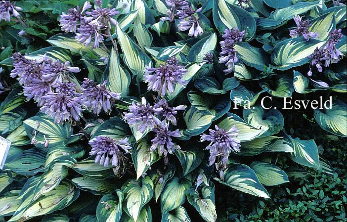 Hosta 'June'