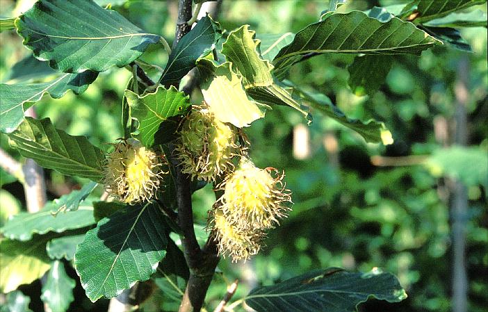 Fagus crenata