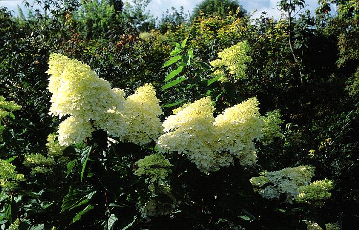 Hydrangea paniculata 'Phantom'