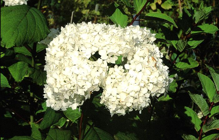 Hydrangea arborescens 'Visitation'