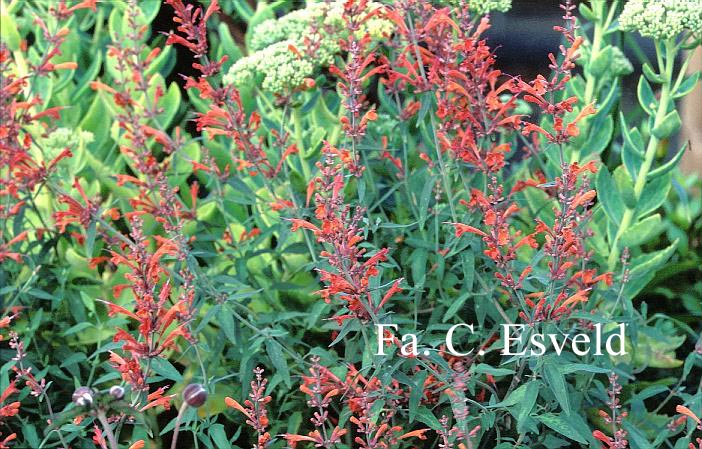 Agastache 'Firebird'