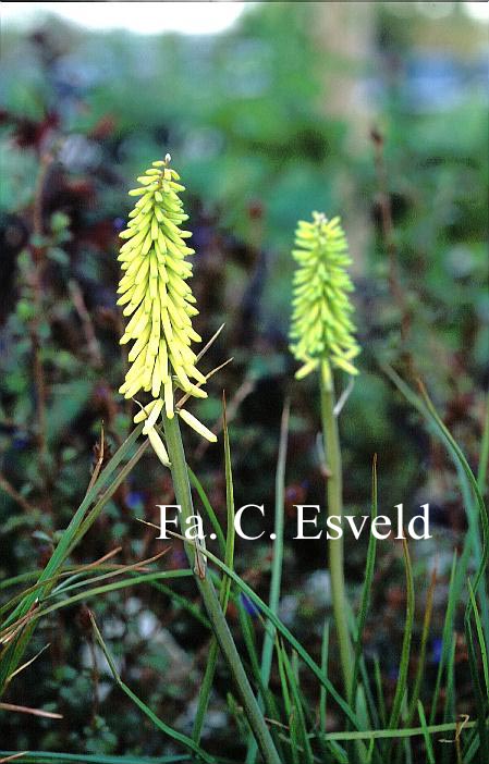 Kniphofia 'Little Maid'