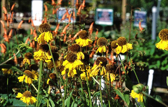 Helenium bigelovii 'The Bishop'