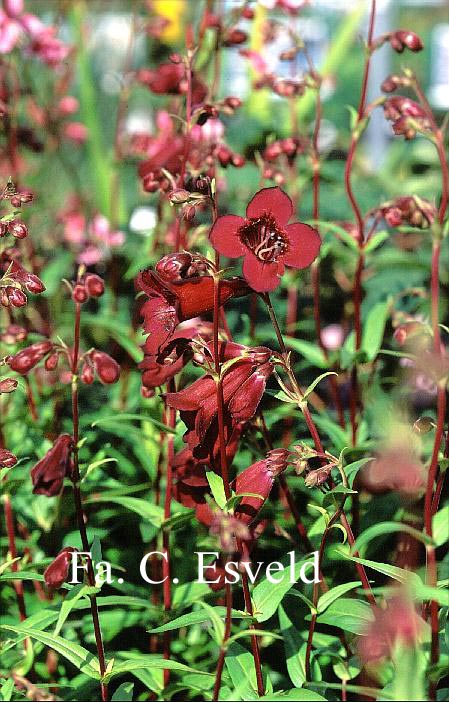 Penstemon 'Rich Ruby'