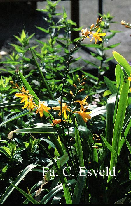 Crocosmia 'George Davidson'