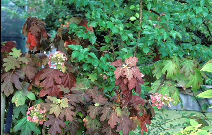 Hydrangea quercifolia