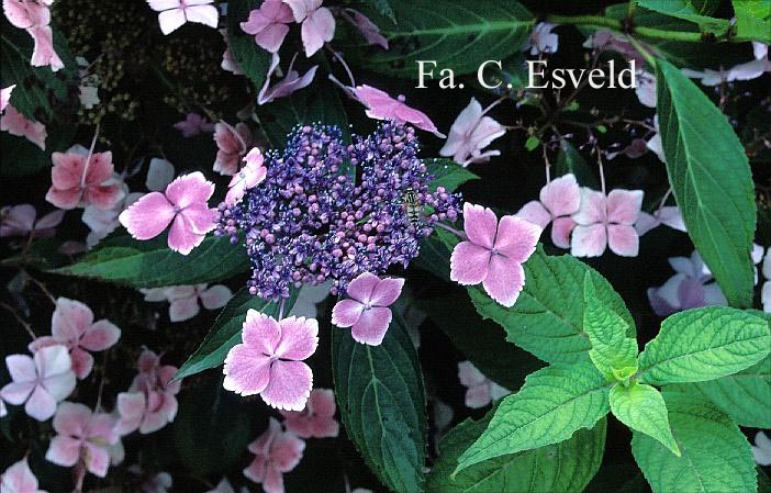 Hydrangea serrata acuminata