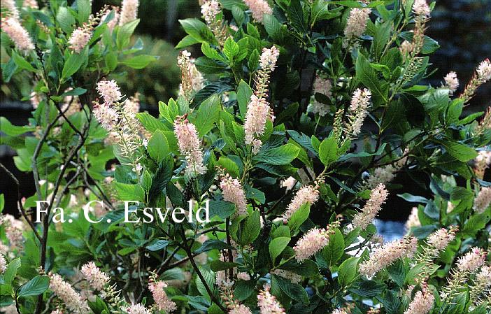 Clethra alnifolia 'Rosea'