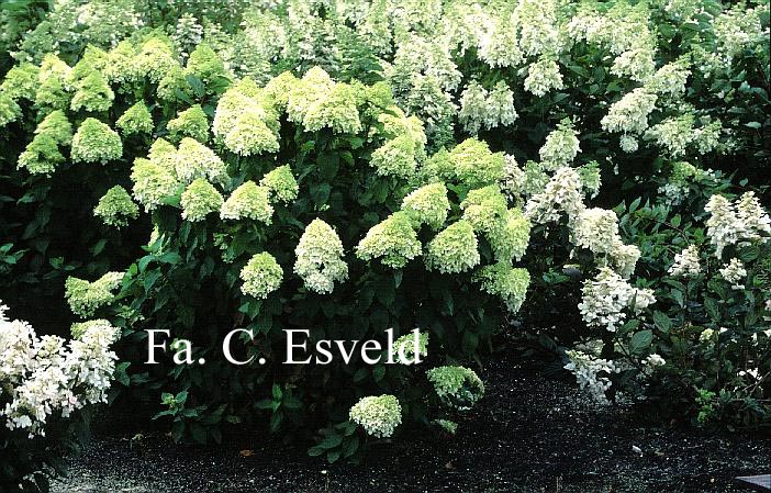 Hydrangea paniculata 'Limelight'