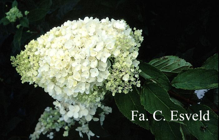 Hydrangea paniculata 'Grandiflora'