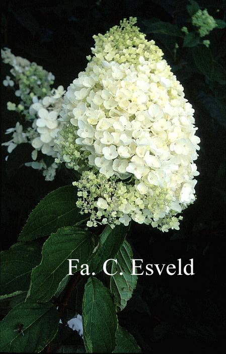 Hydrangea paniculata 'Silver Dollar'